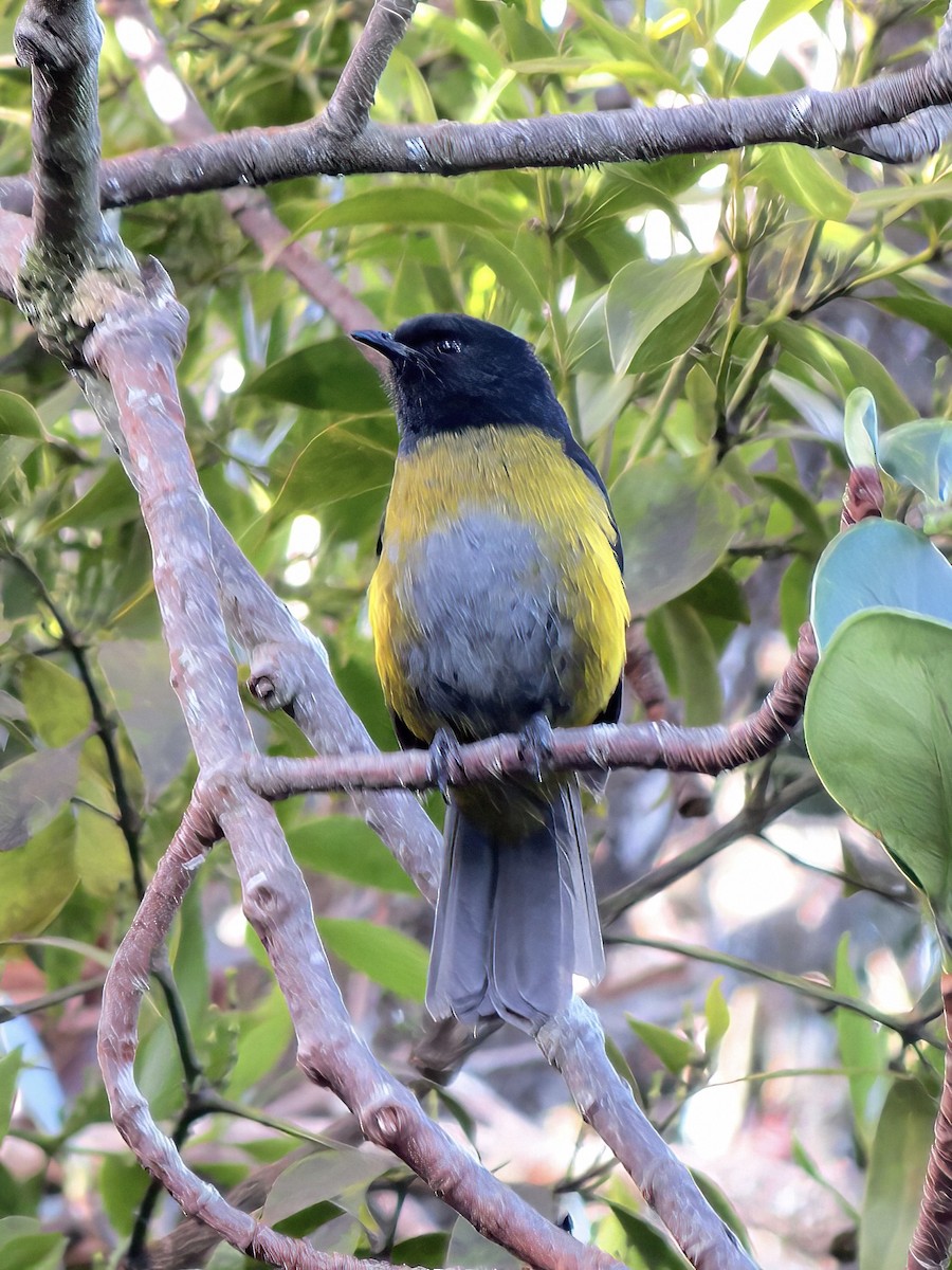 Black-and-yellow Silky-flycatcher - ML620185962