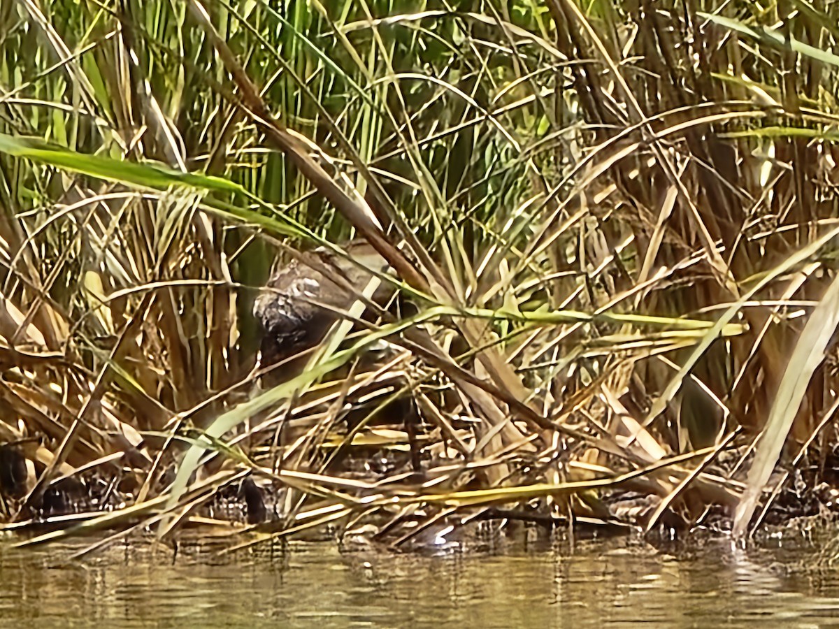 Limpkin - ML620185968