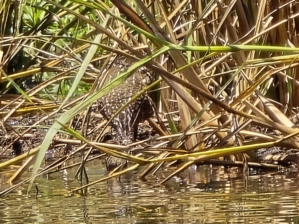 Limpkin - ML620185970