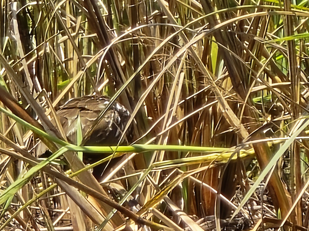 Limpkin - Cathy Mathias