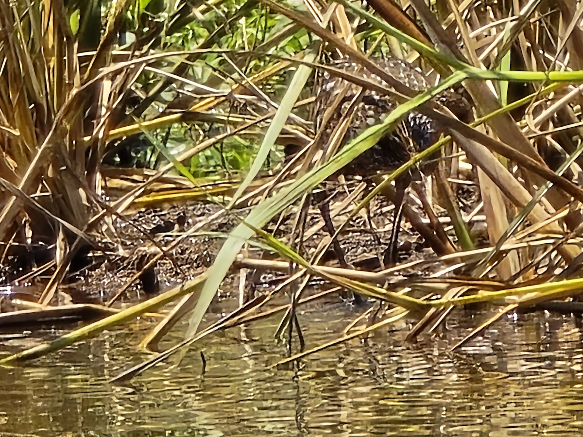 Limpkin - ML620185972