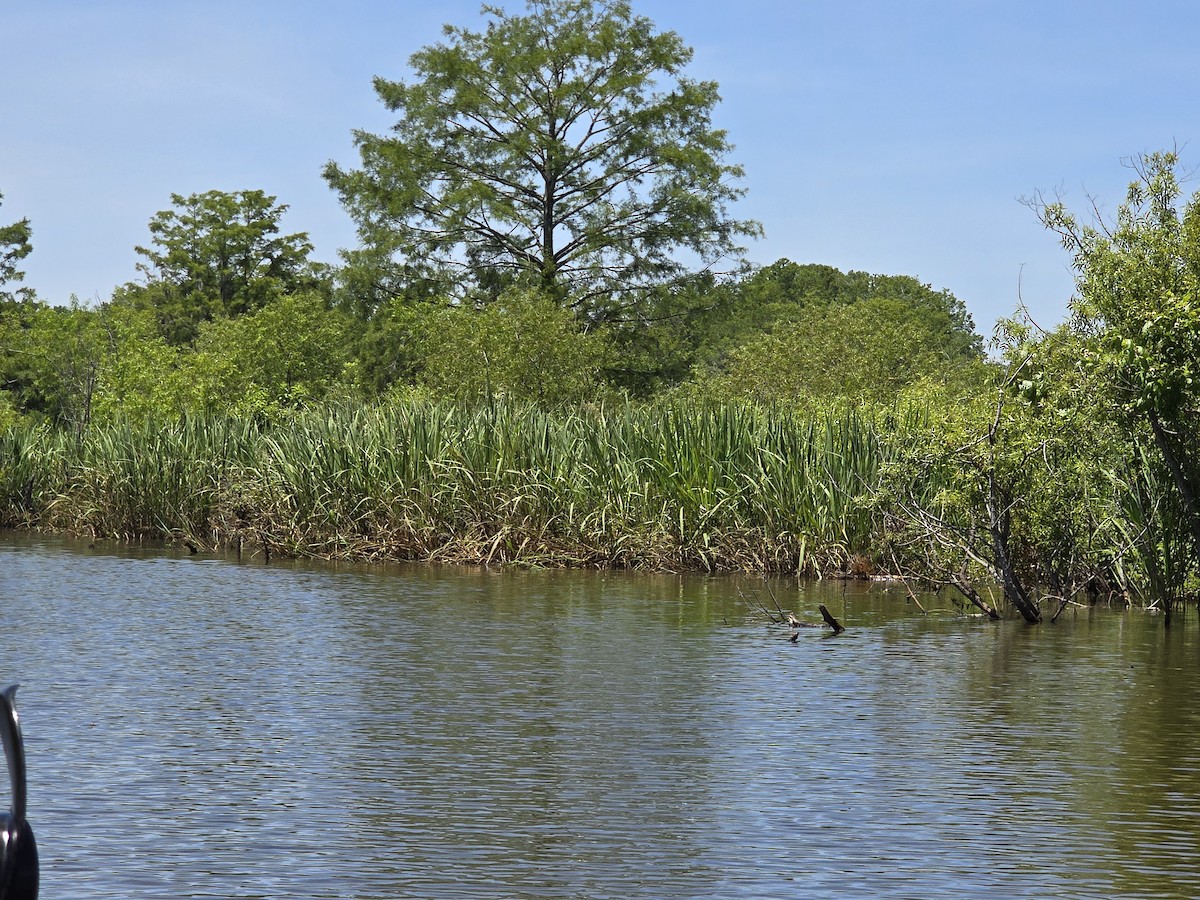 Limpkin - ML620185974