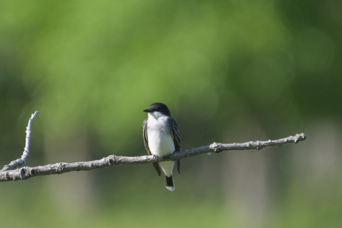 Eastern Kingbird - ML620185976