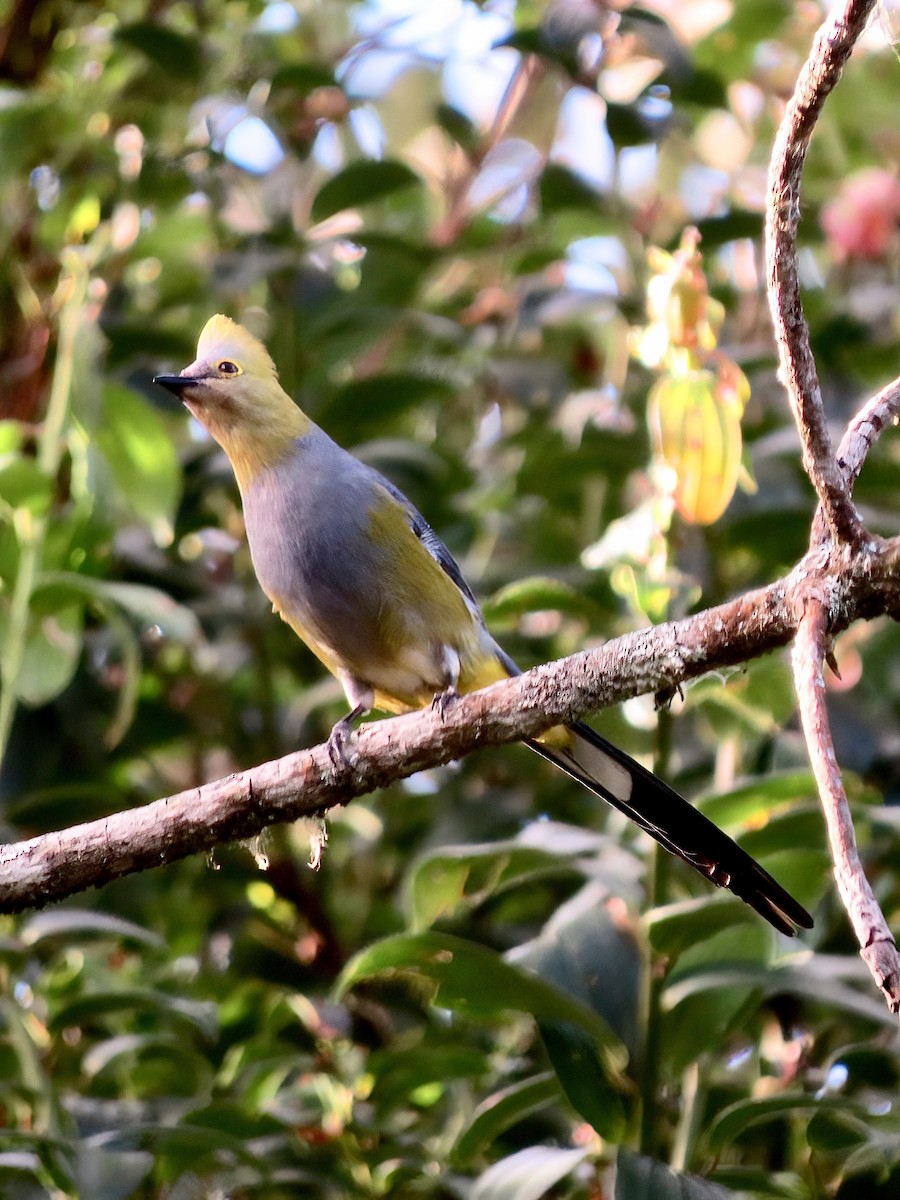 Ptilogon à longue queue - ML620185980