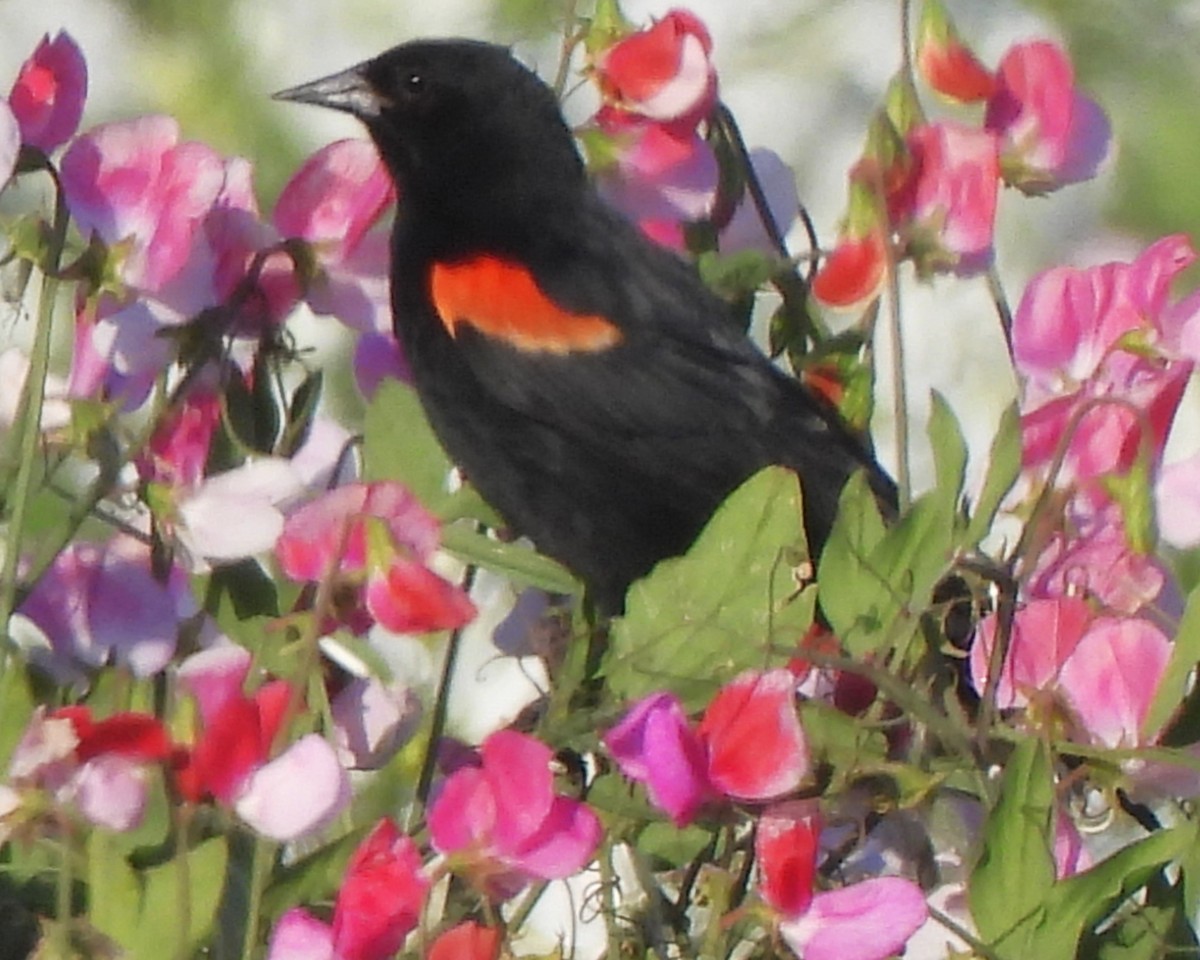 Red-winged Blackbird - ML620185986