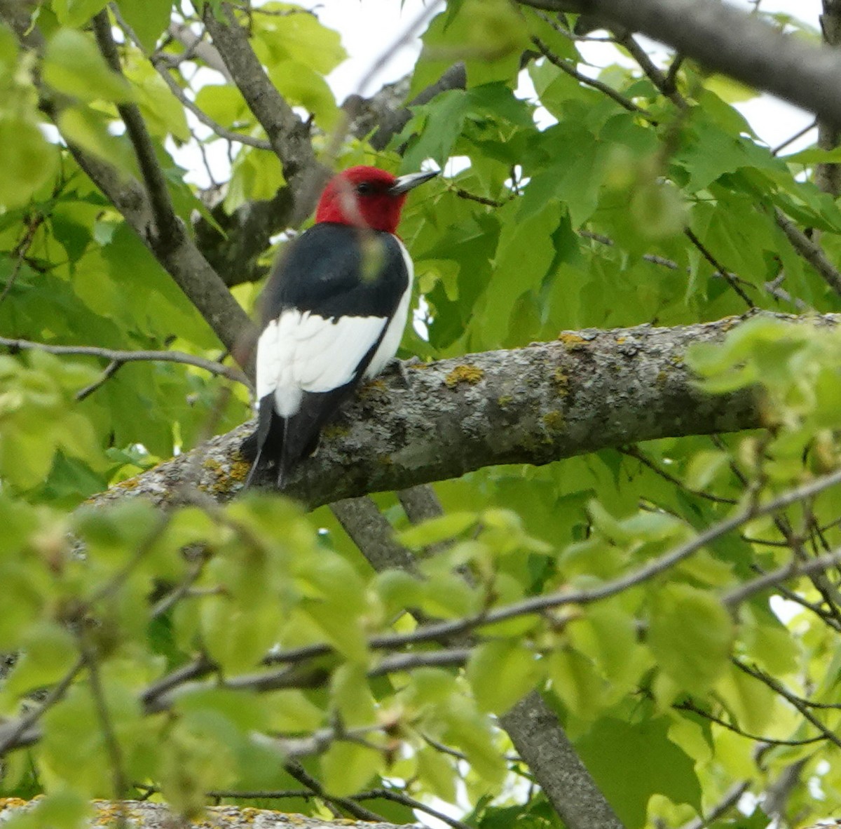 Red-headed Woodpecker - ML620185996