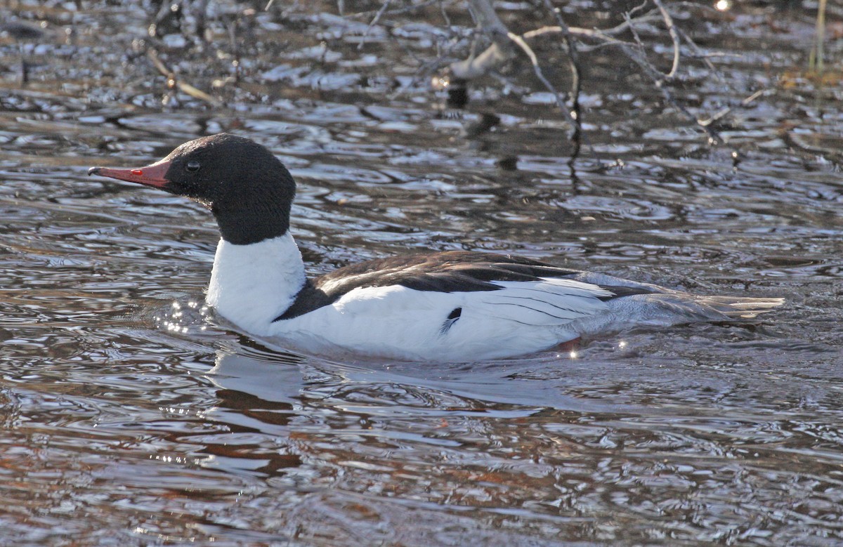 Common Merganser - ML620185997