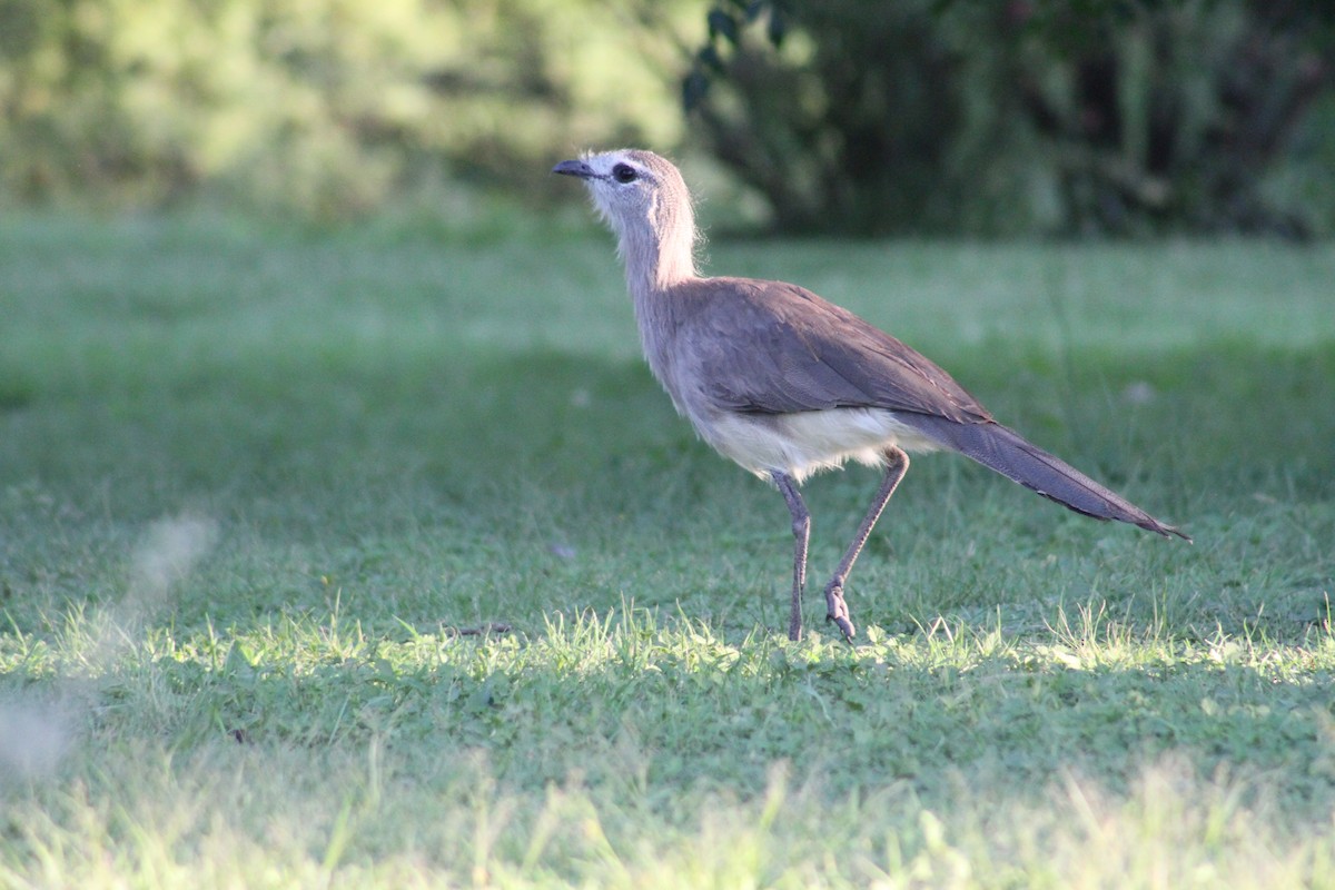 Black-legged Seriema - Joaquin Yako Valentinuzzi