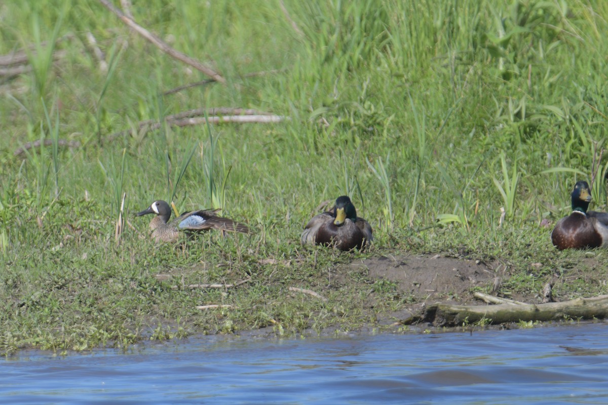 Blue-winged Teal - ML620186000