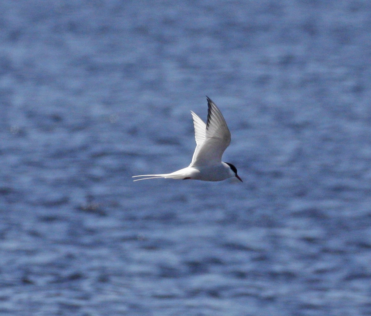 Arctic Tern - ML620186002