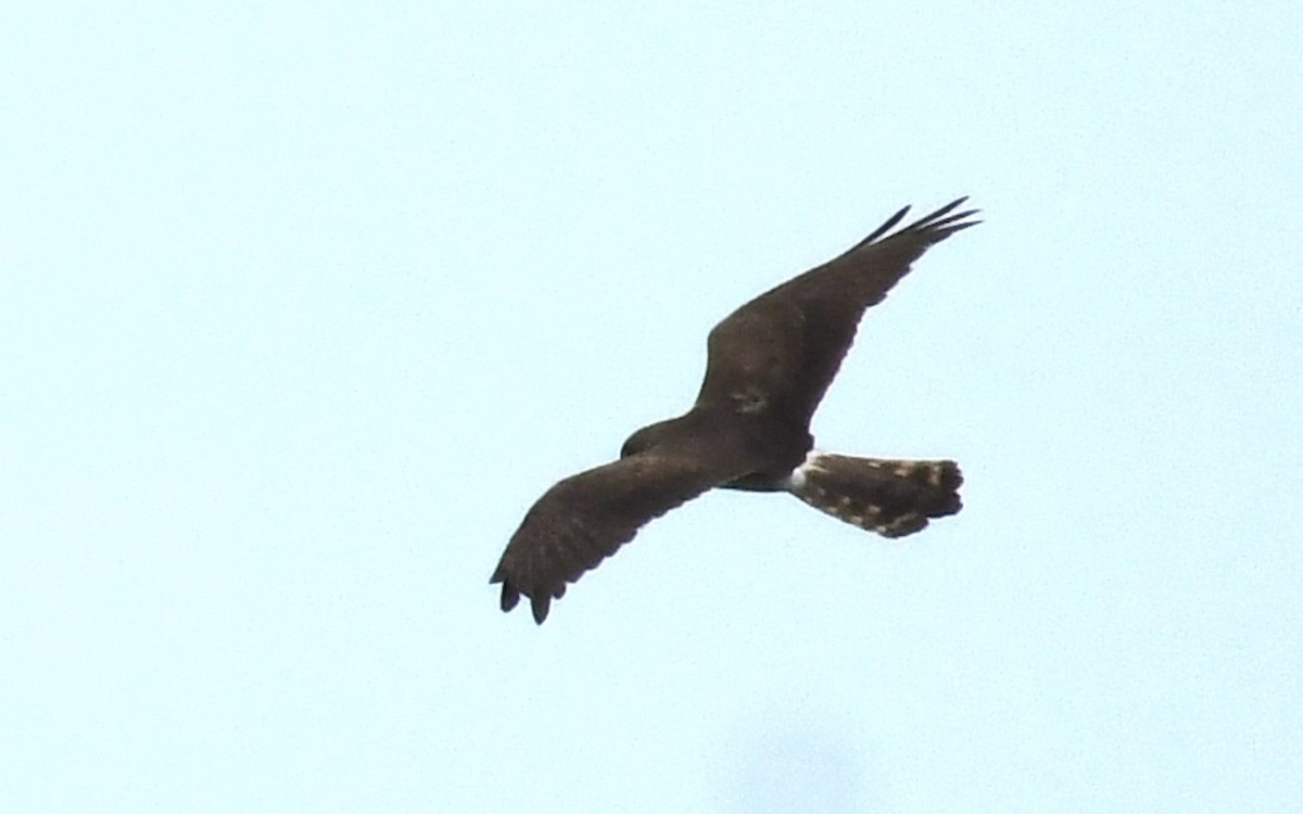 Montagu's Harrier - ML620186005