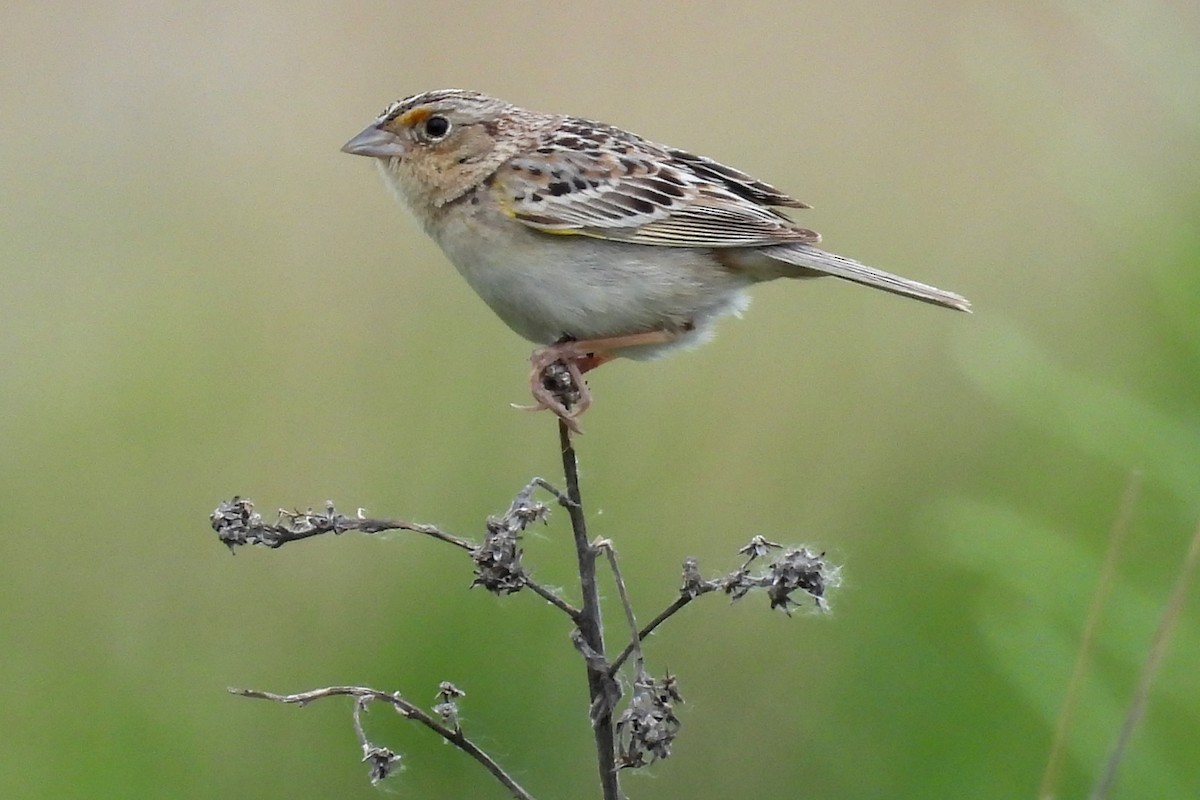 Grasshopper Sparrow - ML620186008