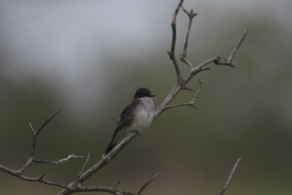 Eastern Kingbird - ML620186013