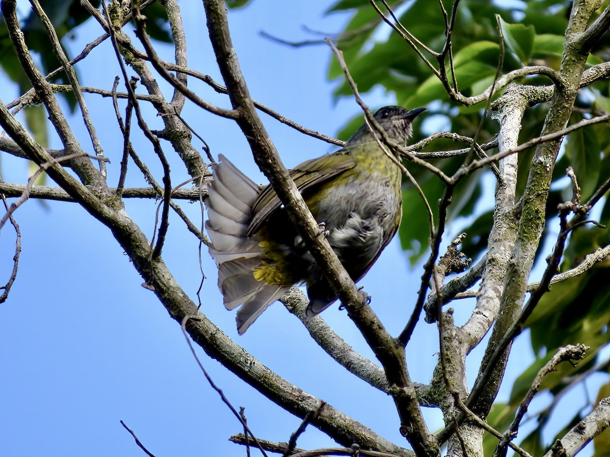 Black-and-yellow Silky-flycatcher - ML620186015