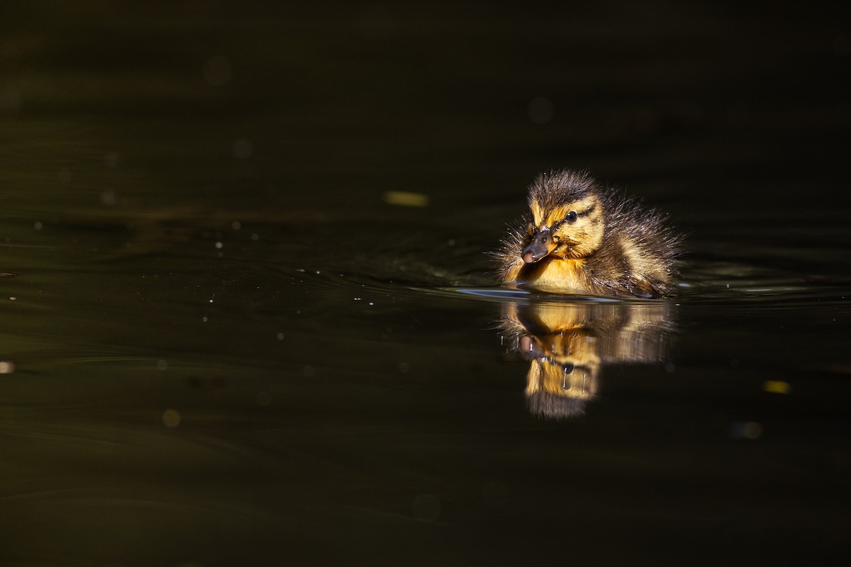 Canard colvert - ML620186035