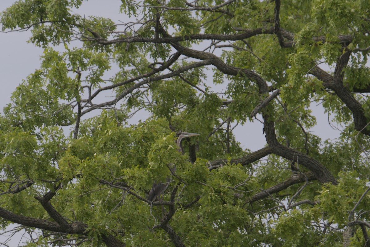 Great Blue Heron - ML620186038