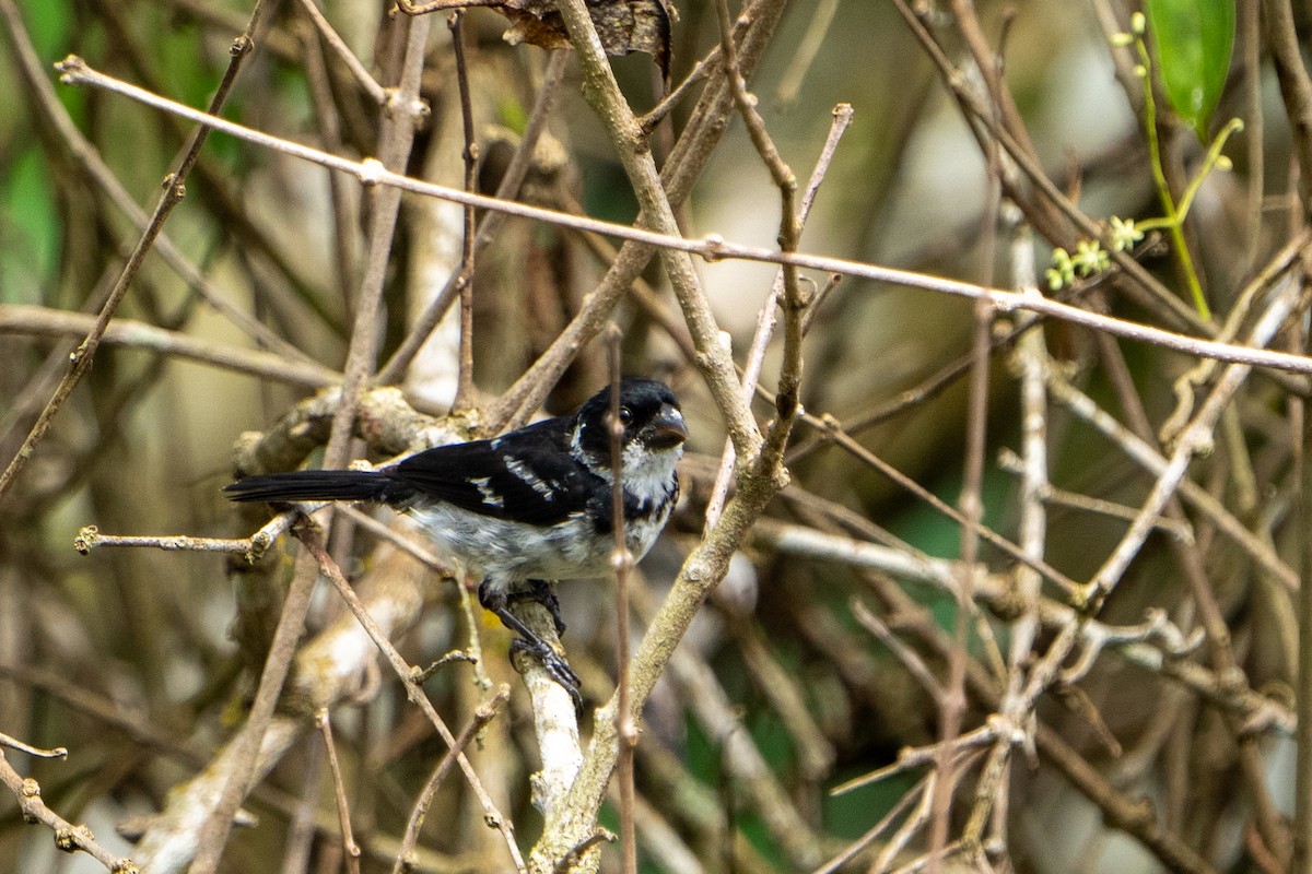 Wing-barred Seedeater - ML620186039
