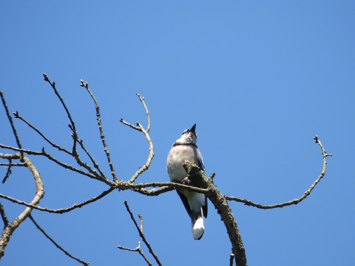 Blue Jay - ML620186041