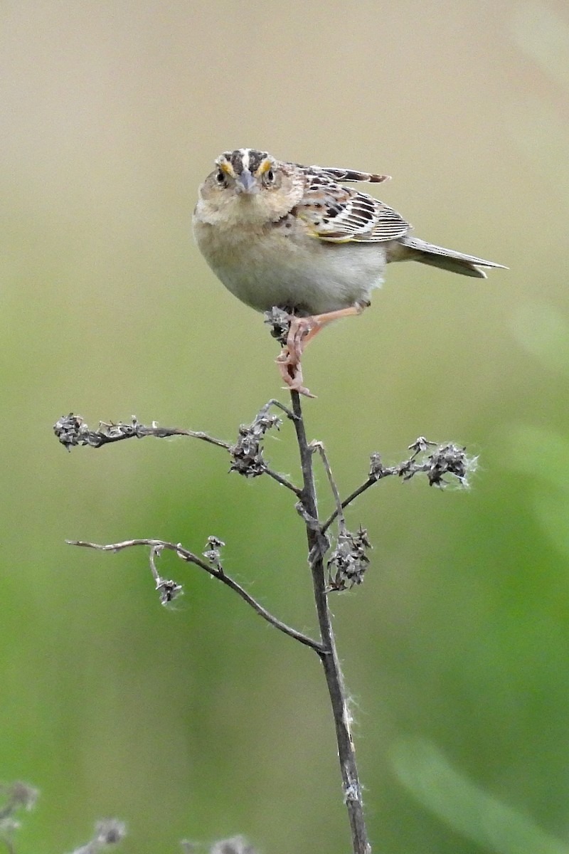 Grasshopper Sparrow - ML620186043