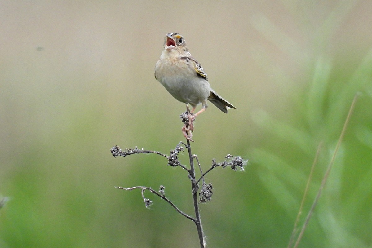 Grasshopper Sparrow - ML620186048