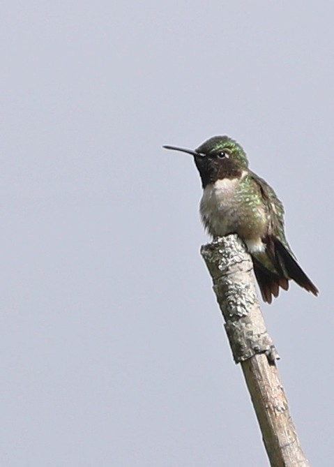 Colibri à gorge rubis - ML620186055