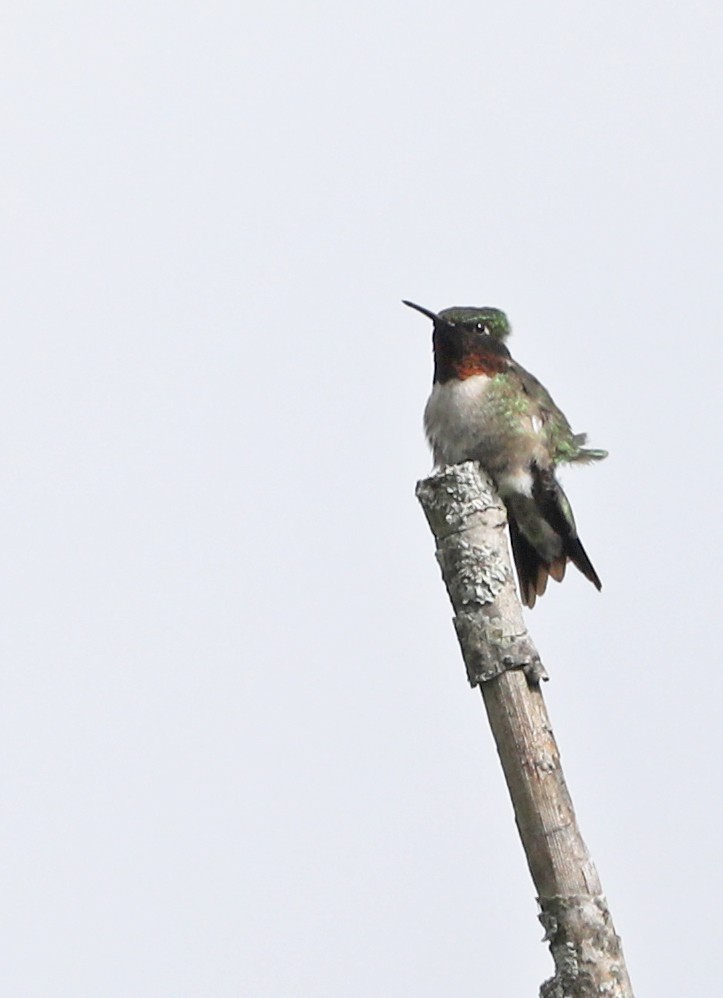 Ruby-throated Hummingbird - ML620186058