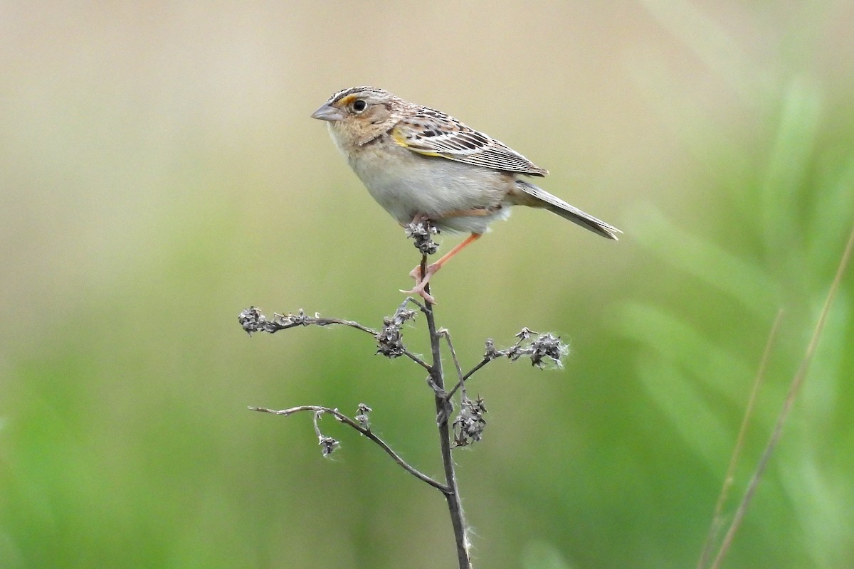 Grasshopper Sparrow - ML620186064