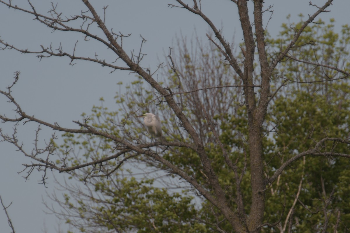 Great Egret - ML620186065