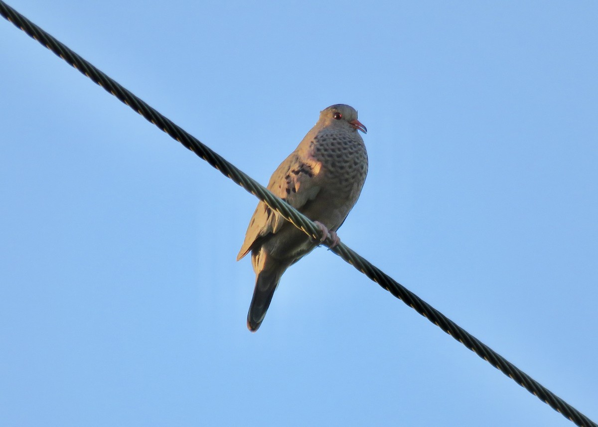 Common Ground Dove - ML620186070