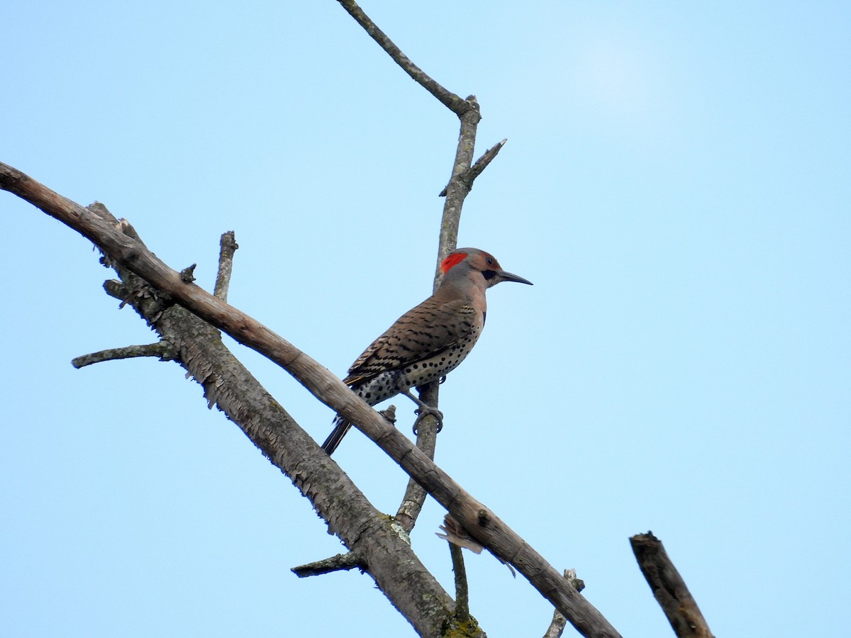 Northern Flicker - ML620186073