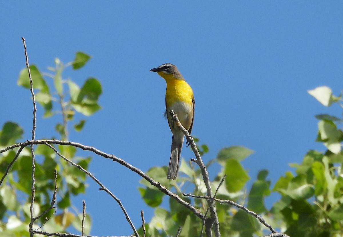 Yellow-breasted Chat - ML620186074