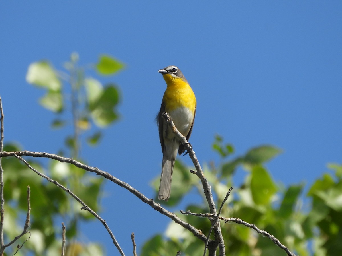 Yellow-breasted Chat - ML620186075