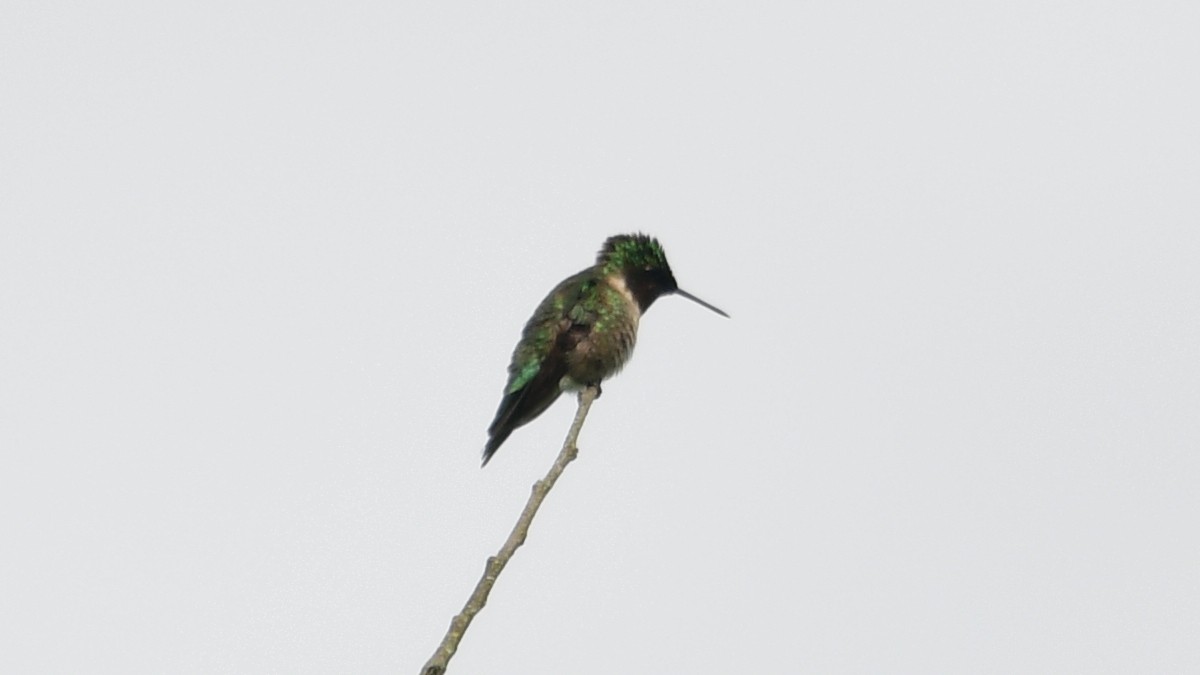 Colibri à gorge rubis - ML620186076