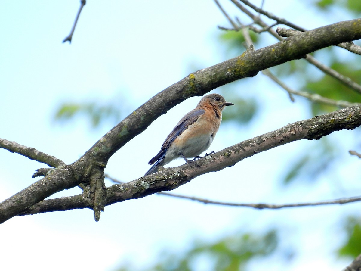 Eastern Bluebird - ML620186078