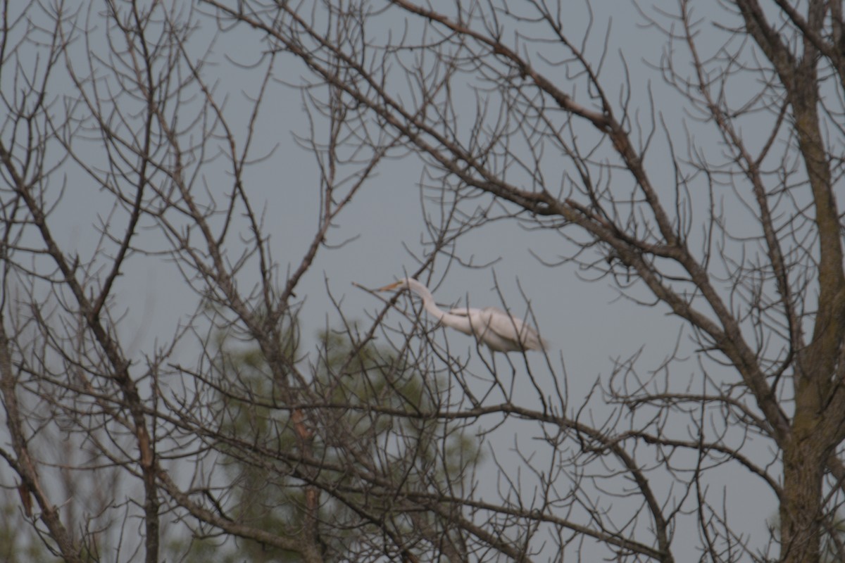 Great Egret - ML620186080