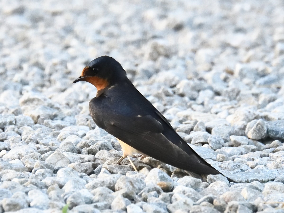 Barn Swallow - ML620186094