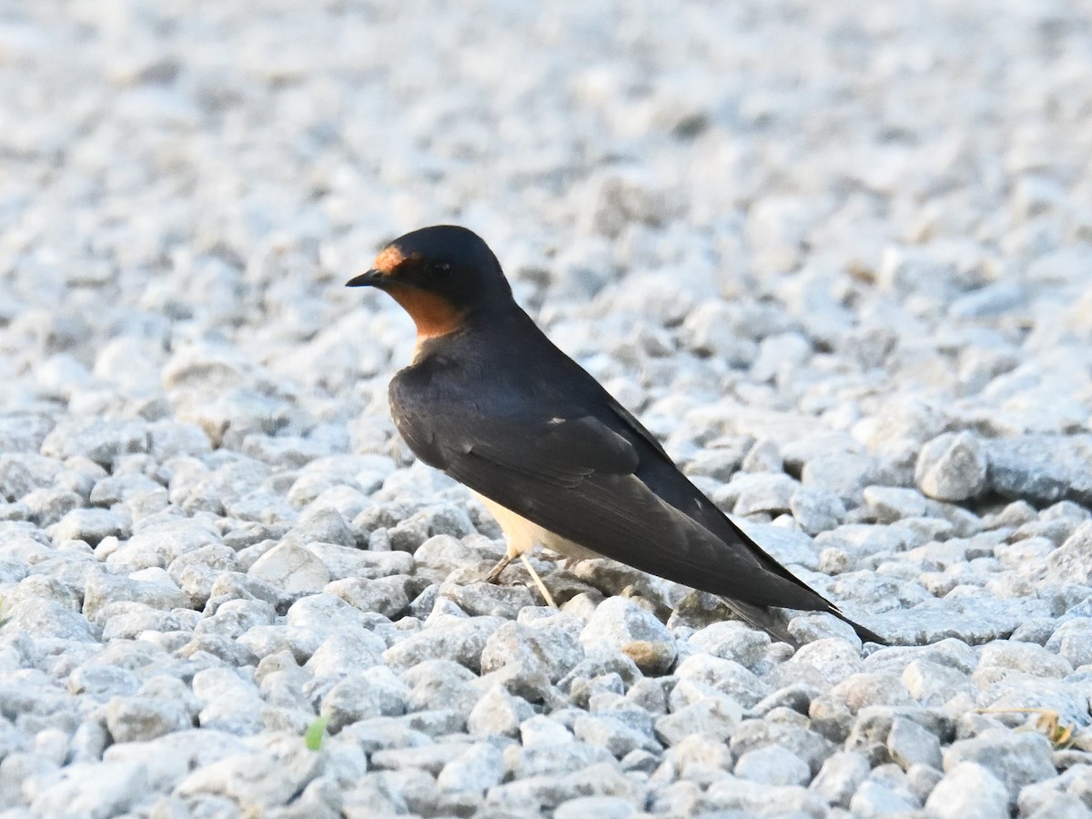 Barn Swallow - Dan Edelen