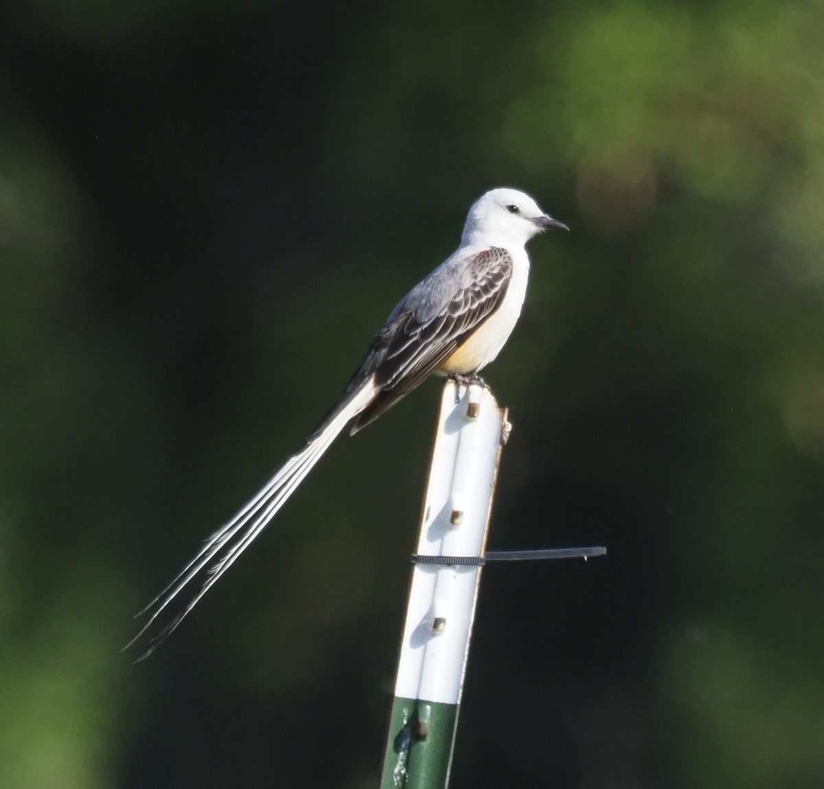 Scissor-tailed Flycatcher - Paul Fox