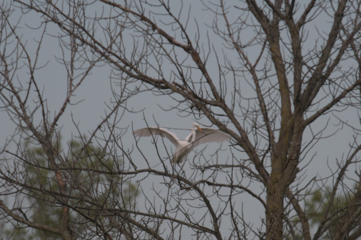 Great Egret - ML620186103