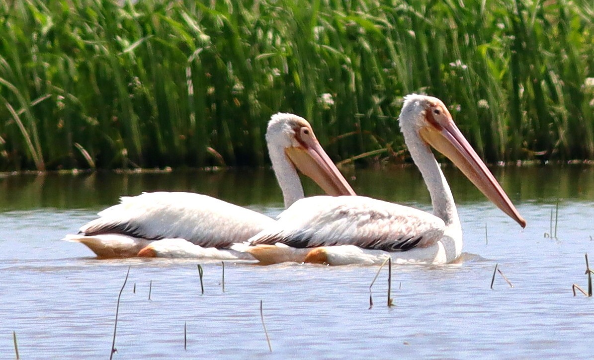 American White Pelican - ML620186105