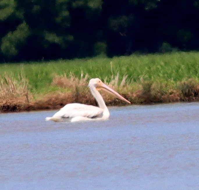 American White Pelican - ML620186106