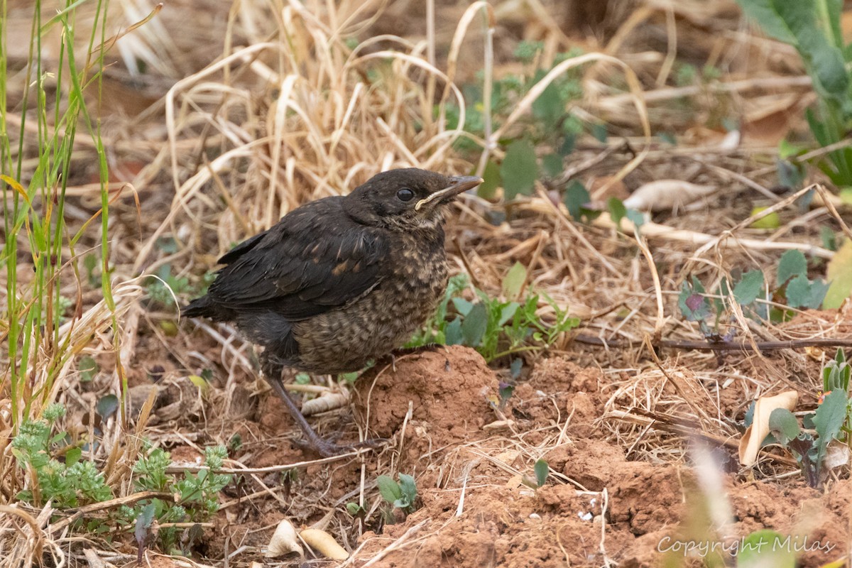 Eurasian Blackbird - ML620186108