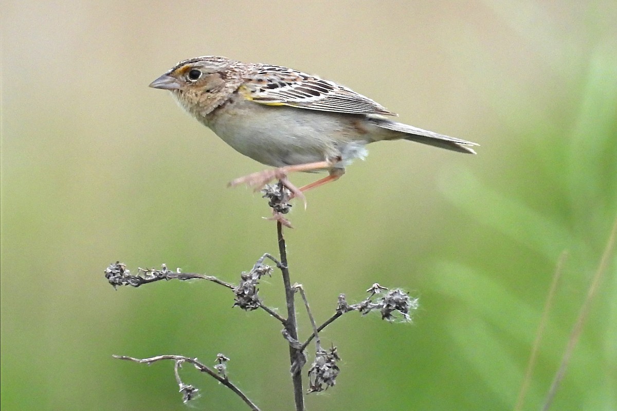 Grasshopper Sparrow - ML620186110