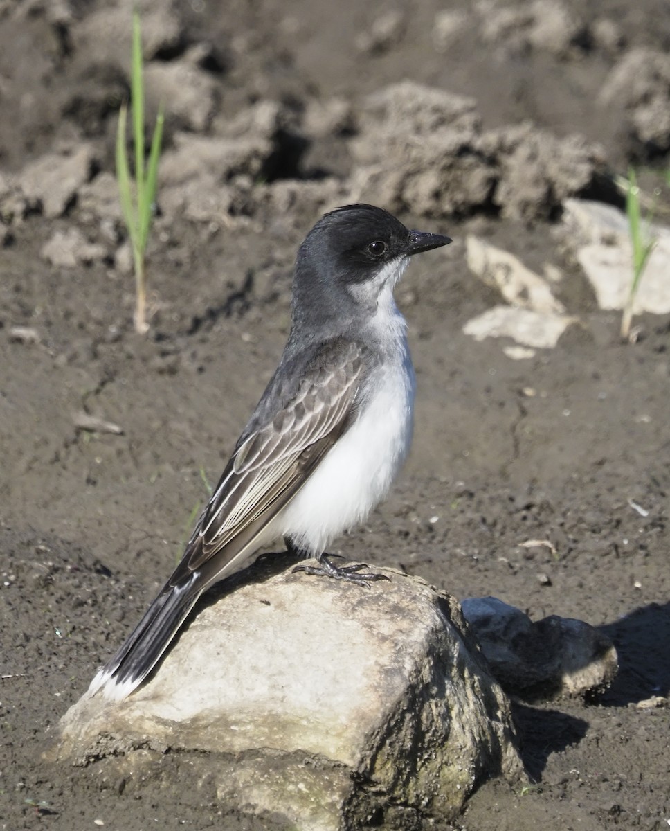 Schieferrücken-Königstyrann - ML620186115