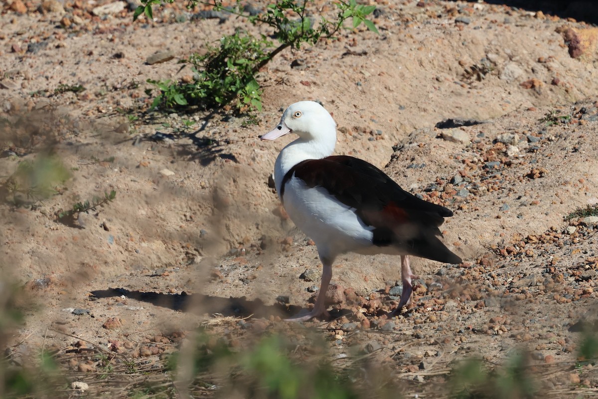 Radjah Shelduck - ML620186116