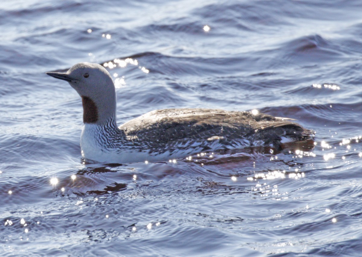 Red-throated Loon - ML620186118