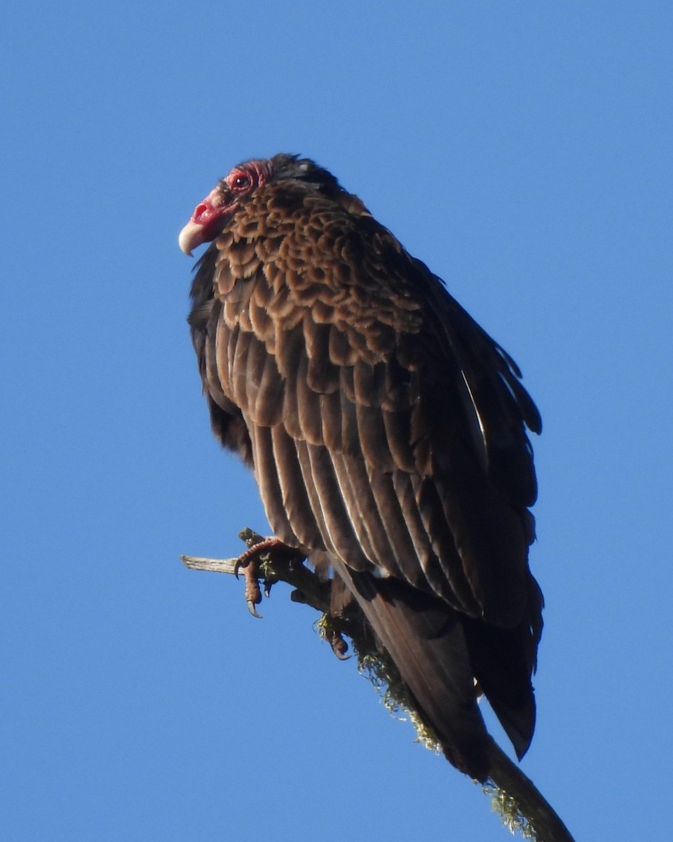 Turkey Vulture - ML620186120