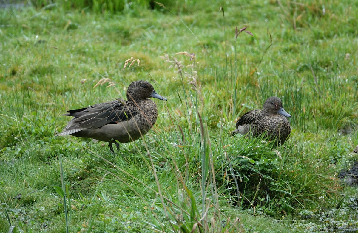 Andean Teal - ML620186124