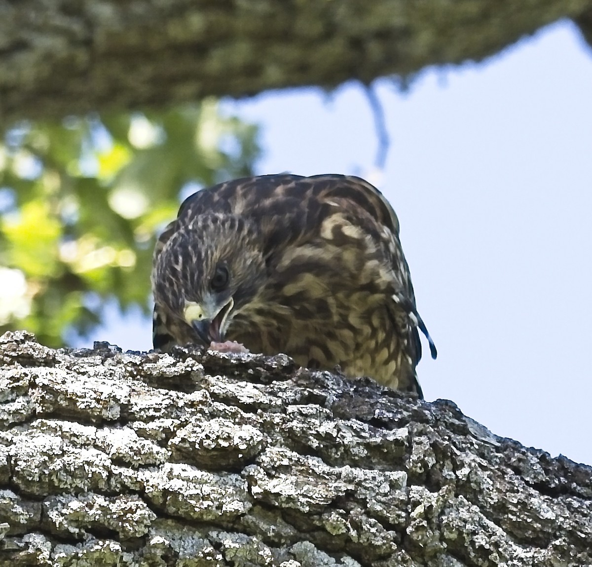 Red-shouldered Hawk - ML620186126