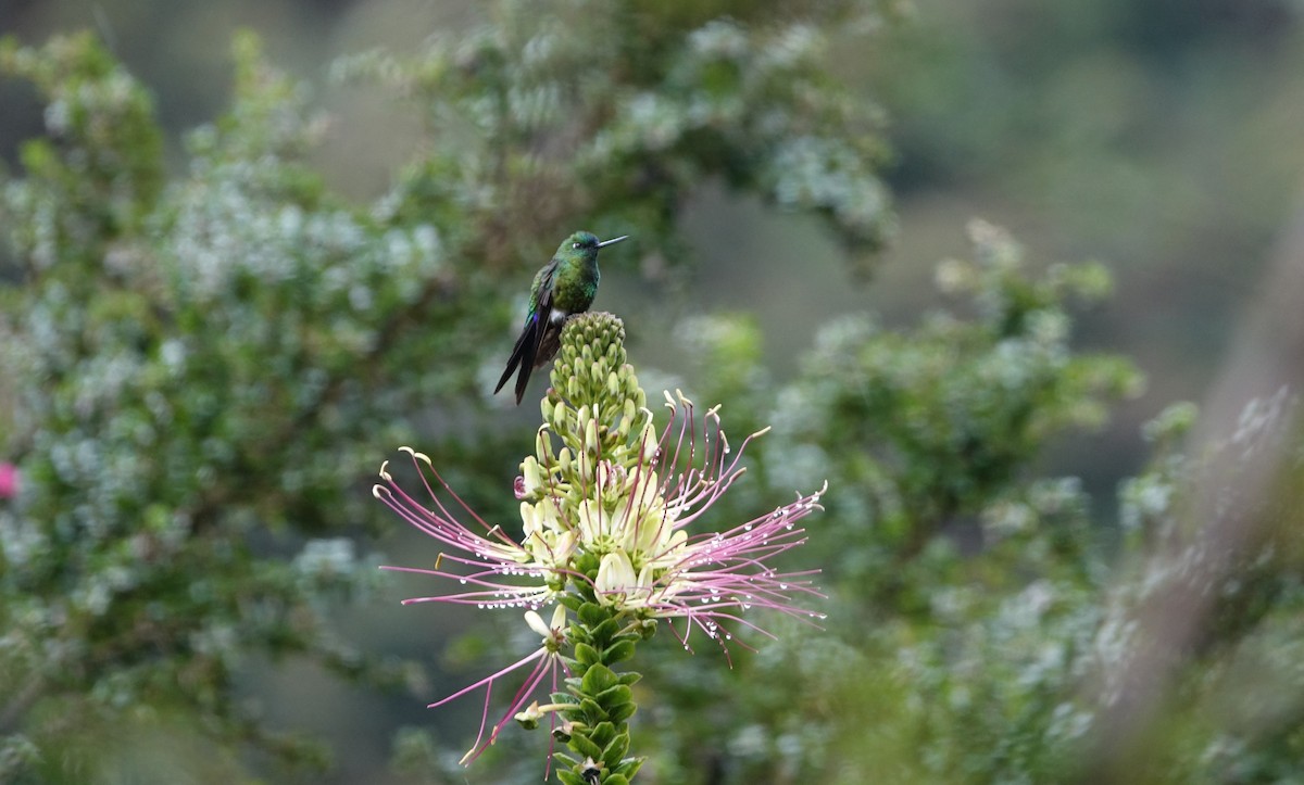 Sapphire-vented Puffleg - ML620186129